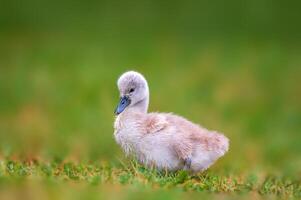 Jeune cygne poussin sur une vert banque photo