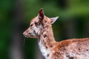 cerf pâturage et relaxant dans la nature photo