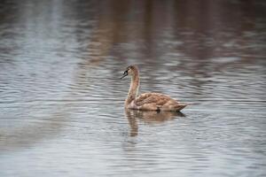 magnifique Jeune marron cygne nage sur une étang photo