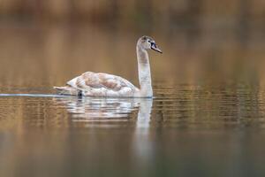 magnifique Jeune marron cygne nage sur une étang photo