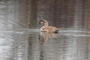 magnifique Jeune marron cygne nage sur une étang photo