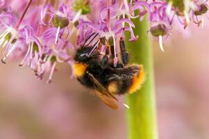 abeille collecte pollen de une saisonnier plante photo