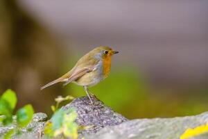 Robin est assis sur une branche à la recherche pour nourriture photo