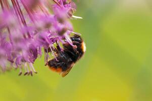 abeille collecte pollen de une saisonnier plante photo