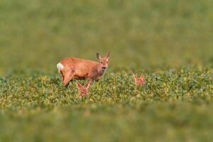 cerf pâturage et relaxant dans la nature photo