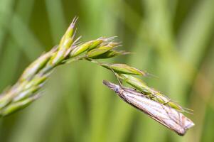 petit papillon de nuit est pendaison autour sur vert herbe dans Frais saison natu photo