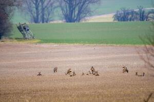 cerf pâturage et relaxant dans la nature photo