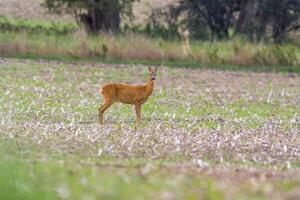 cerf pâturage et relaxant dans la nature photo