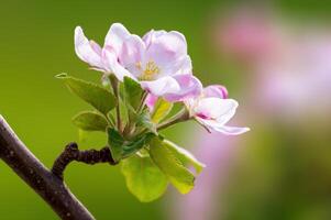 délicat Pomme fleur fleurit sur une branche photo