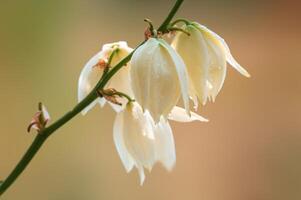 vigoureux blanc fleur dans le Matin lumière photo