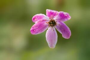 délicat violet bois anémone fleurs dans une forêt photo