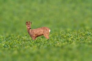 cerf pâturage et relaxant dans la nature photo