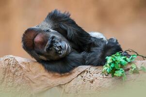 adulte gorille Masculin montres le alentours détendu photo