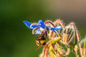 fort bleu bourrache Floraison dans le Matin lumière photo