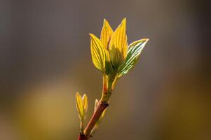 branche avec magnifique Frais bourgeon photo