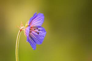 violet bec de grue fleurs dans une Prairie photo