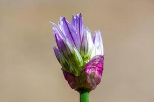 une doux fleur fleur dans une la nature jardin photo