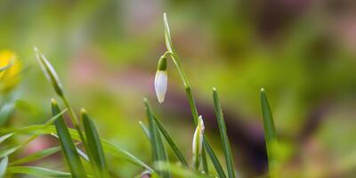 une doux fleur fleur dans une la nature jardin photo