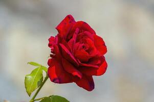 une doux fleur fleur dans une la nature jardin photo