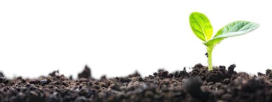 fermer de croissance peu vert germer apparaissant de le sol sol photo
