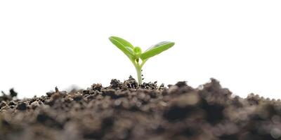fermer de croissance peu vert germer apparaissant de le sol sol photo