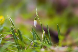 une doux fleur fleur dans une la nature jardin photo