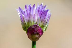 une doux fleur fleur dans une la nature jardin photo