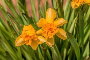 de bonne heure culotte bouffante dans le printemps jardin photo