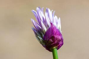 une doux fleur fleur dans une la nature jardin photo