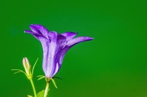 une doux fleur fleur dans une la nature jardin photo