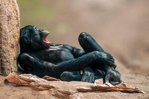 Le chimpanzé d'Afrique de l'Ouest couché se détend photo