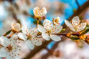 Frais printemps fleurs à le début de le année photo