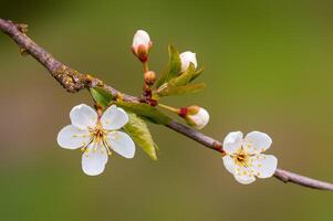 branche avec magnifique Frais fleurs photo