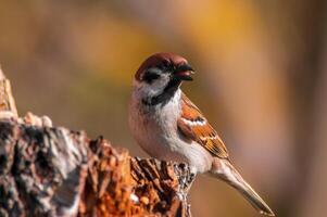 magnifique coloré oiseau est assis et regards photo