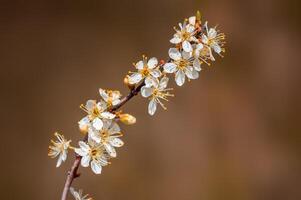 branche avec magnifique Frais fleurs photo