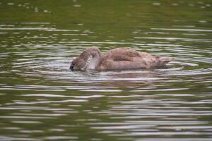 une Jeune cygne nage élégamment sur une étang photo