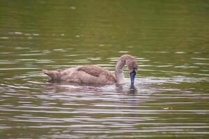 une Jeune cygne nage élégamment sur une étang photo