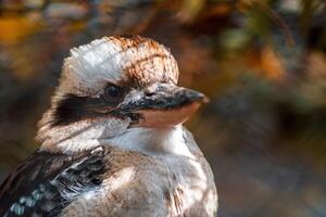 une portrait de une en riant kookaburra oiseau photo