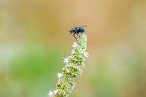 une peu mouche insecte sur une plante dans le Prairie photo