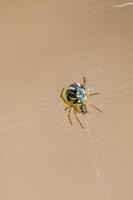 une petit araignée insecte sur une plante dans le Prairie photo