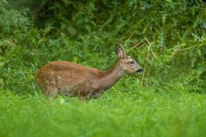 une Jeune femelle cerf sur une vert Prairie photo