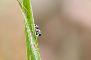 une petit araignée insecte sur une plante dans le Prairie photo