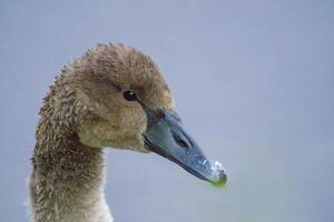 une Jeune cygne nage élégamment sur une étang photo