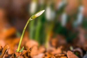 de bonne heure culotte bouffante dans le printemps jardin photo