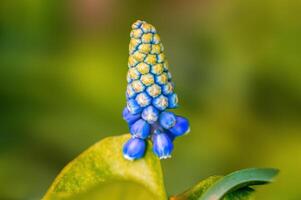 de bonne heure culotte bouffante dans le printemps jardin photo