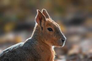 portrait de une patagonien mara photo