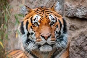 une portrait de une jolie tigre photo