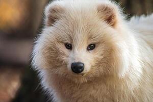 une Jeune blanc raton laveur chien photo