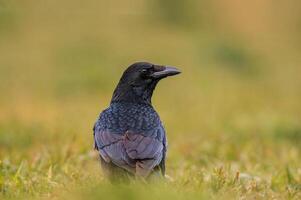 magnifique coloré oiseau est assis et regards photo