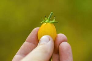 une Frais tomate fruit dans le jardin photo